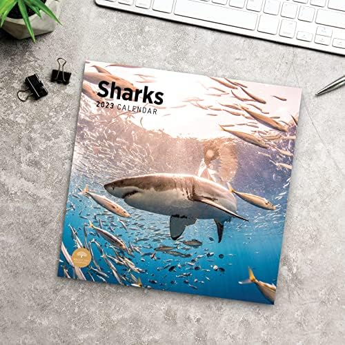 2023 Sharks Wall Calendário por dia brilhante, 12x12 polegadas, bela natureza da vida selvagem Ocean Cool Kids Photography