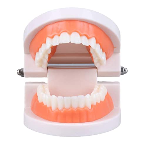 Modelo de dentes dentários, modelo de dentes padrão, demonstração do modelo de boca de prótese para crianças de ensino