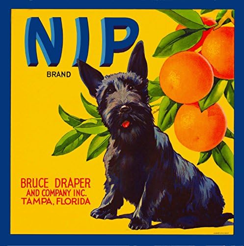 Uma fatia no tempo Tampa Florida Nip Scottish Terrier Puppy Dog Orange Citrus Fruit Crate Label Art Print