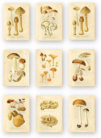 Impressões botânicas vintage | Cogumelos comestíveis da Ink Inc. | Arte da parede de cogumelos | Conjunto de 9 5x7 sem moldura